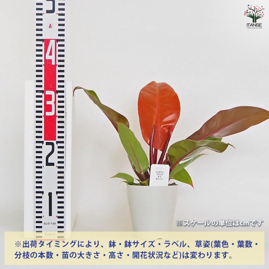 フィロデンドロン プリンスオブオレンジ 観葉植物 4号/お買い得2個