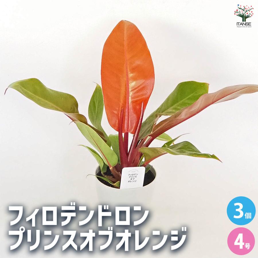 フィロデンドロン プリンスオブオレンジ 観葉植物 4号/お買い得3個