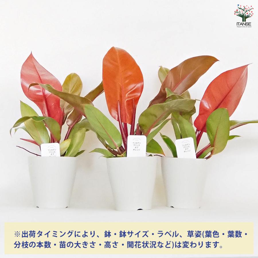 フィロデンドロン プリンスオブオレンジ 観葉植物 4号/お買い得3個