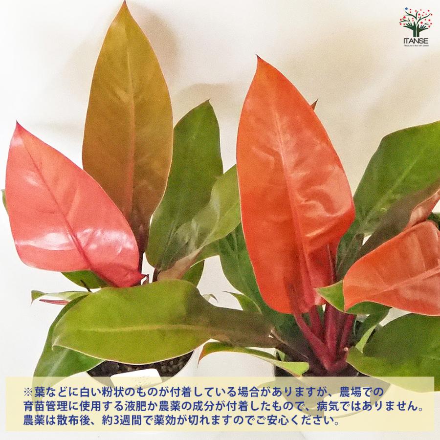 フィロデンドロン プリンスオブオレンジ 観葉植物 4号/お買い得3個
