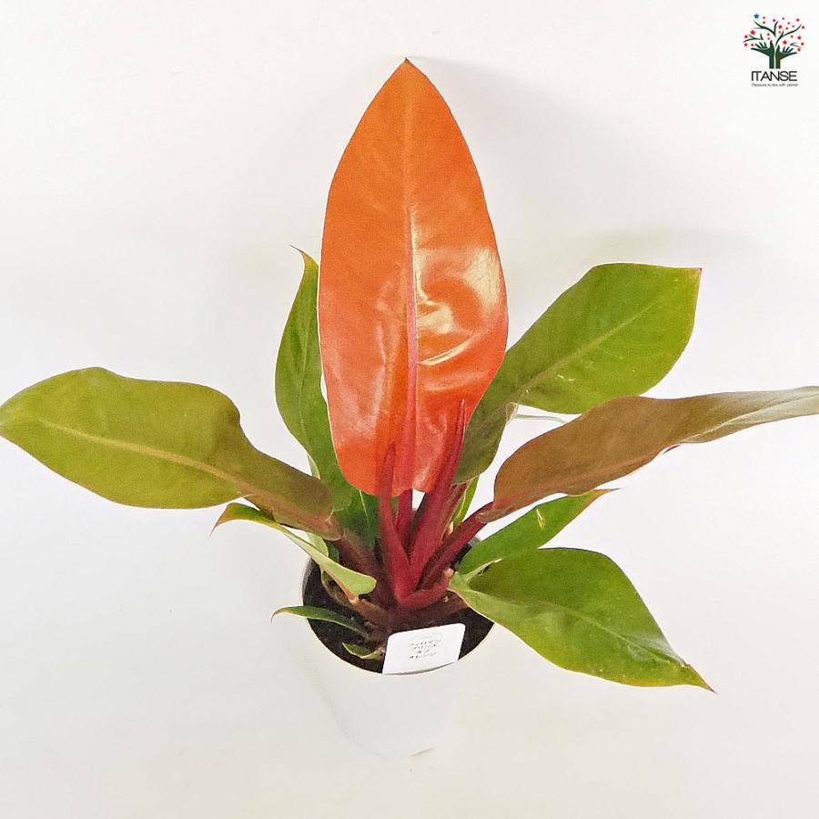 フィロデンドロン プリンスオブオレンジ 観葉植物 4号/お買い得3個