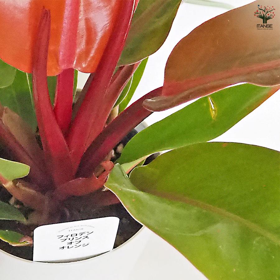 フィロデンドロン プリンスオブオレンジ 観葉植物 4号/お買い得3個