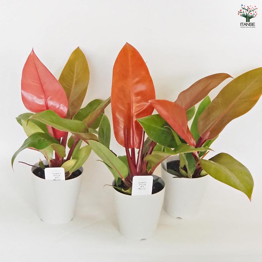 フィロデンドロン プリンスオブオレンジ 観葉植物 4号/お買い得3個