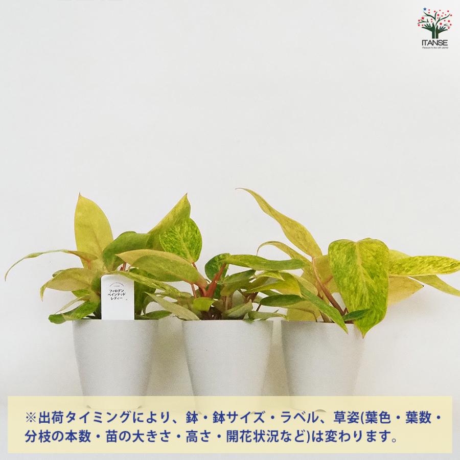 フィロデンドロン ペインテッドレディ 観葉植物 4号/お買い得3個セット