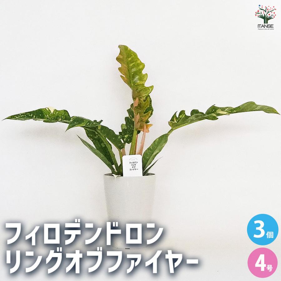 観葉植物 フィロデンドロン セット販売③ 8種類 今季最後のお買い得