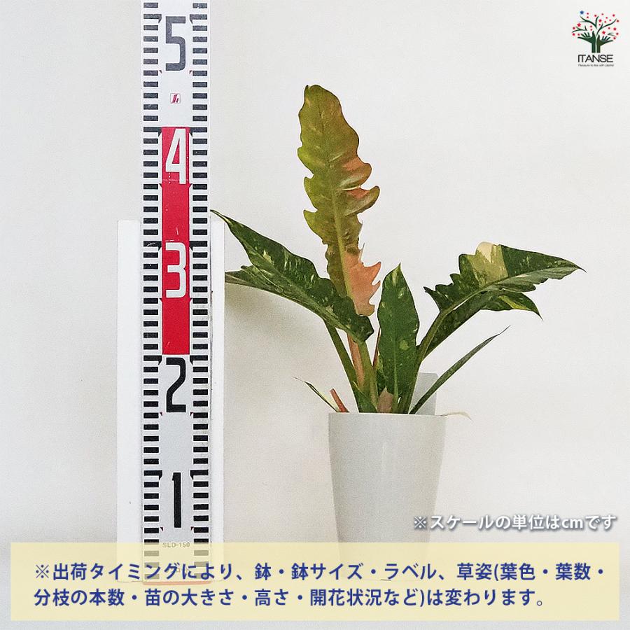フィロデンドロン リングオブファイヤー 観葉植物 4号/お買い得3個 