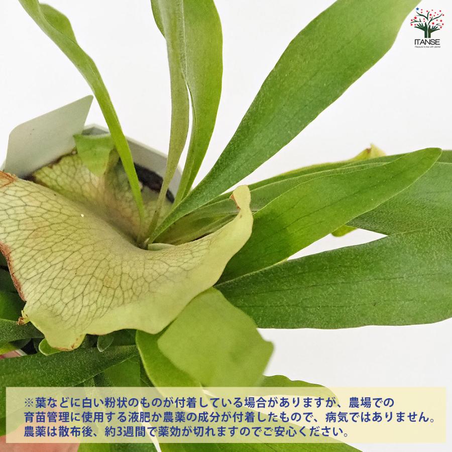 ビカクシダ(コウモリラン) ネザーランド 観葉植物 4号/1個売り シダ