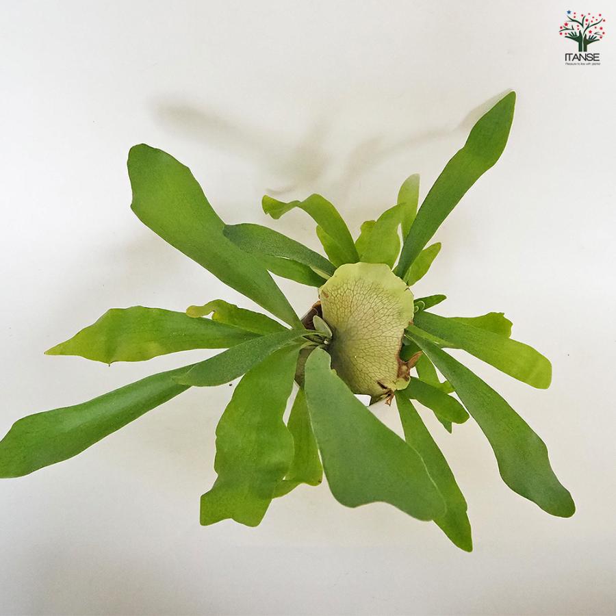 ビカクシダ　 コウモリラン　観葉植物 ビカクシダ(コウモリラン) ネザーランド 観葉植物 4号/1個売り シダ