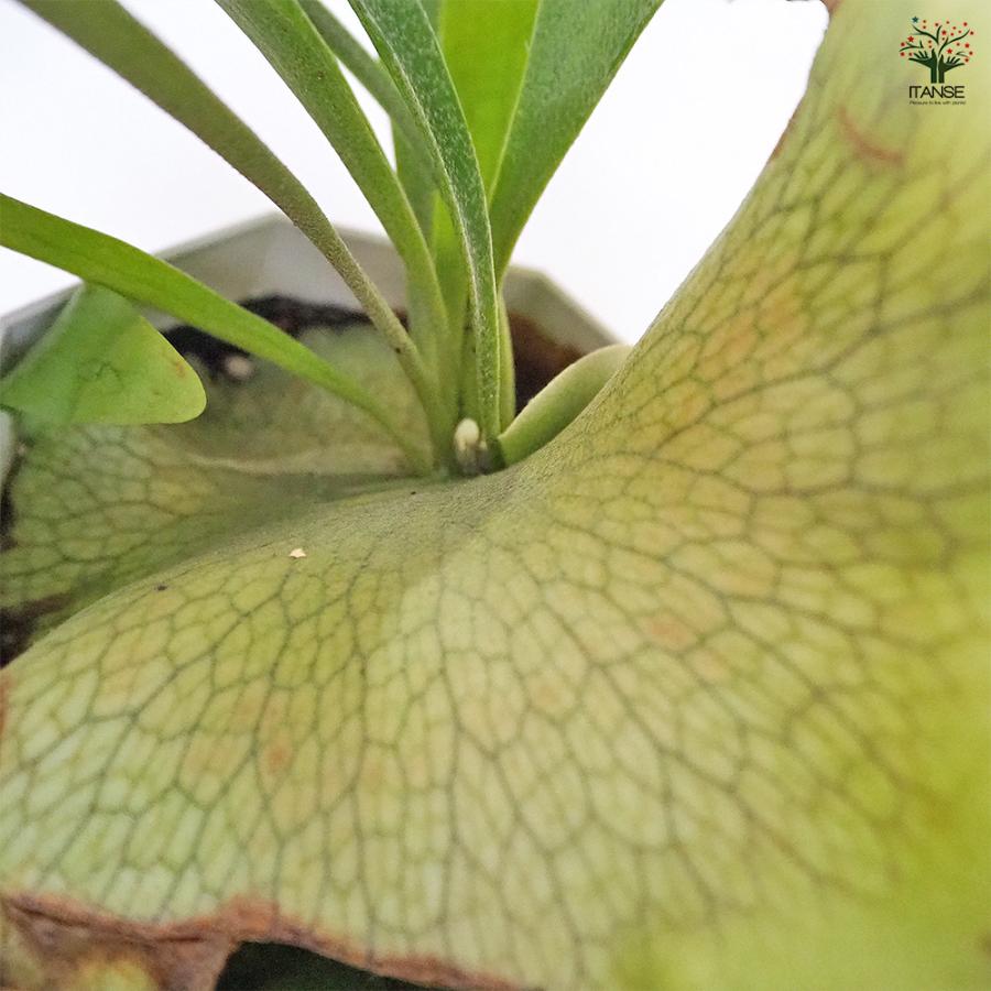 ビカクシダ 観葉植物 観葉植物，コウモリラン（ビカクシダ）