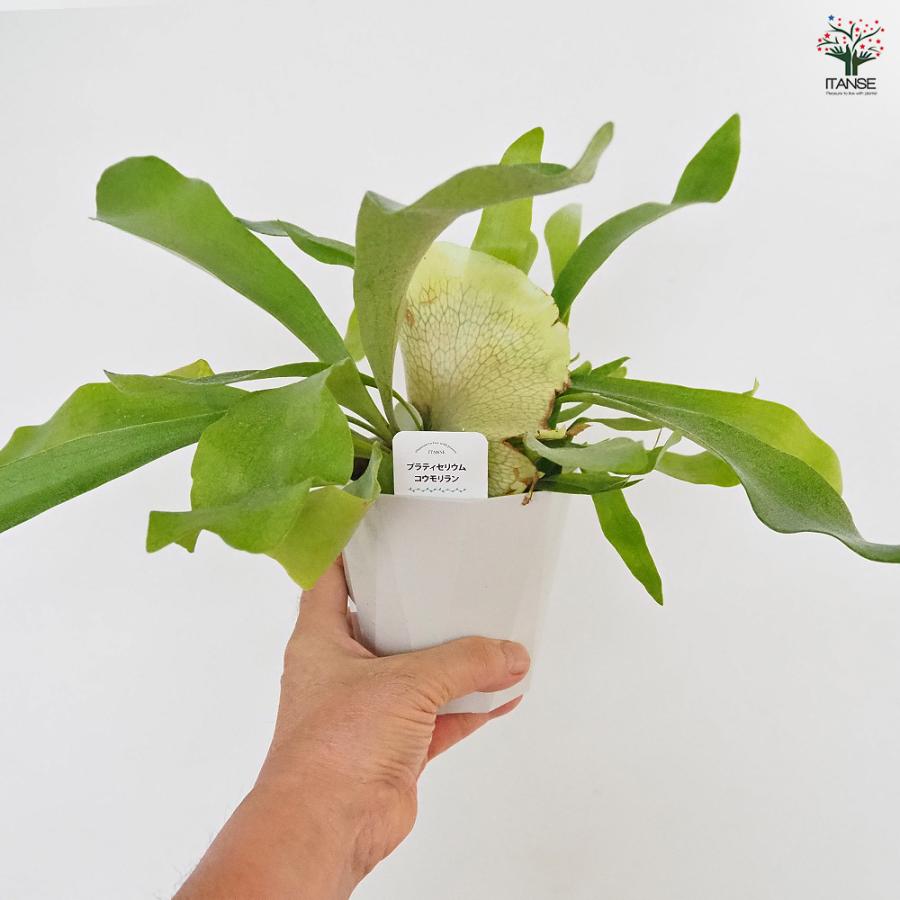ビカクシダ(コウモリラン) ネザーランド 観葉植物 4号/1個売り シダ
