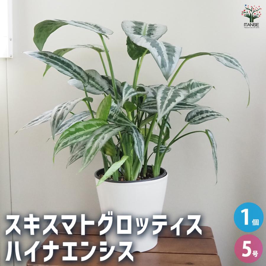 スキスマトグロッティス ハイナエンシス 観葉植物 5号/1個売り
