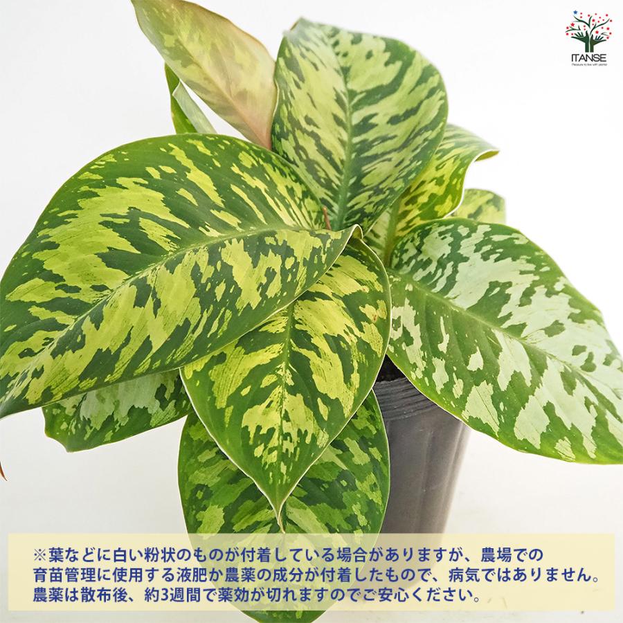 ホマロメナ ワリシー カモフラージュ 観葉植物 5号/1個売り ホマロメナ