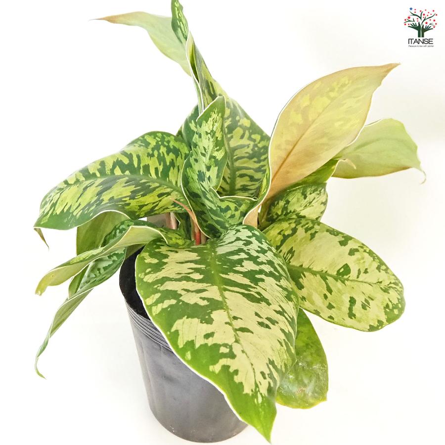 ホマロメナ ワリシー カモフラージュ 観葉植物 5号/1個売り ホマロメナ