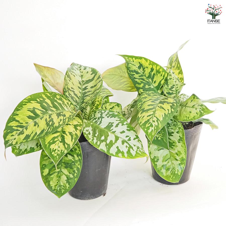 ホマロメナ ワリシー カモフラージュ 観葉植物 5号/1個売り ホマロメナ