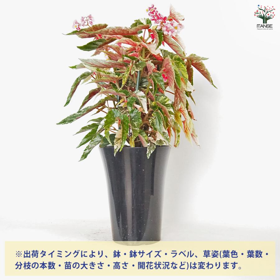 木立ベゴニア ジニー銀河 観葉植物 6号/1個売り インテリア オフィス