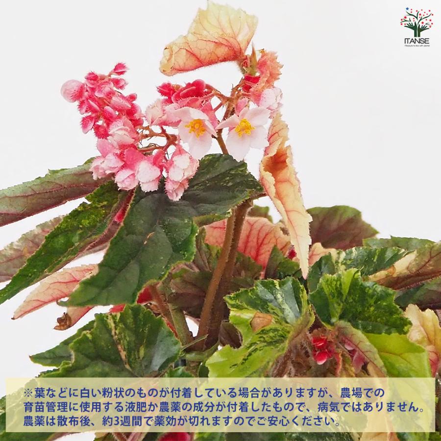 木立ベゴニア ジニー銀河 観葉植物 6号/1個売り インテリア オフィス