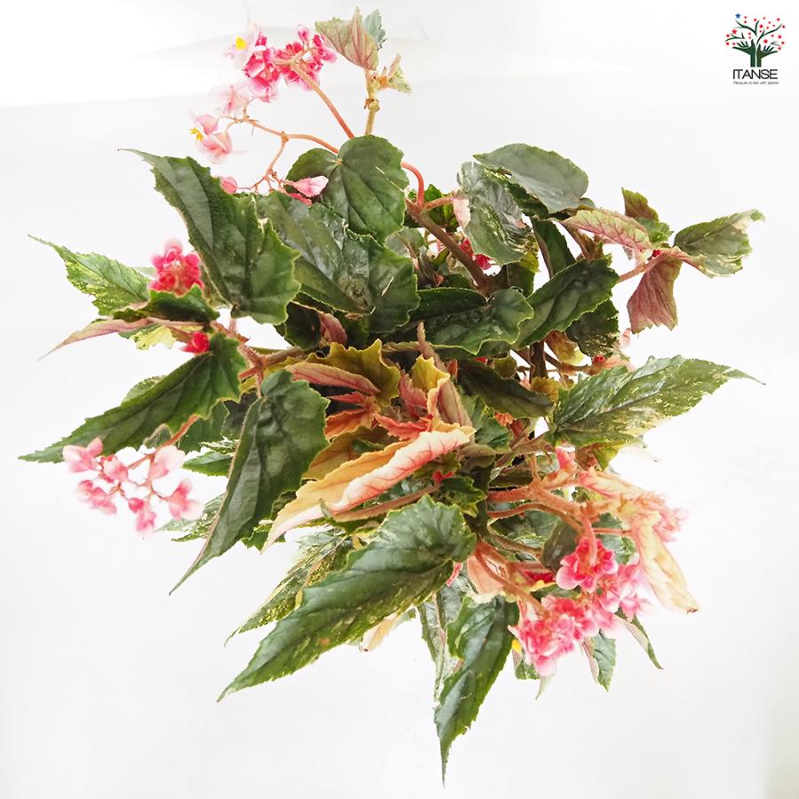 木立ベゴニア ジニー銀河 観葉植物 6号/1個売り インテリア オフィス