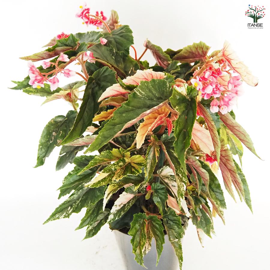 木立ベゴニア ジニー銀河 観葉植物 6号/1個売り インテリア オフィス