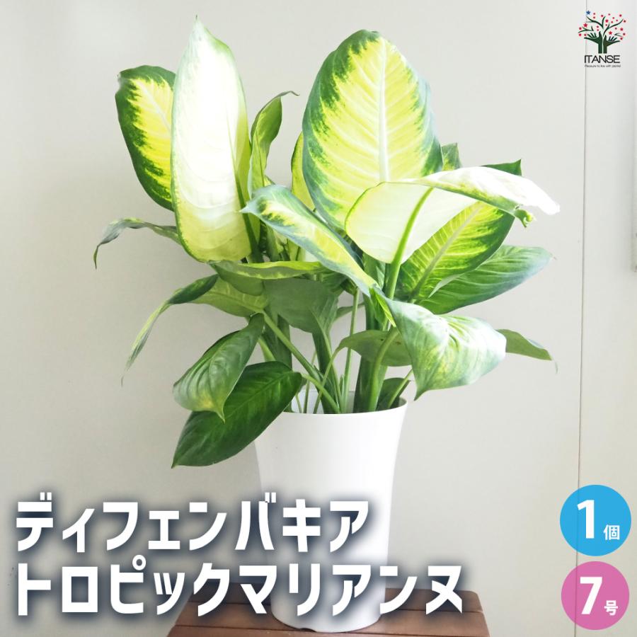 ディフェンバキア トロピックマリアンヌ 観葉植物 7号/1個売り