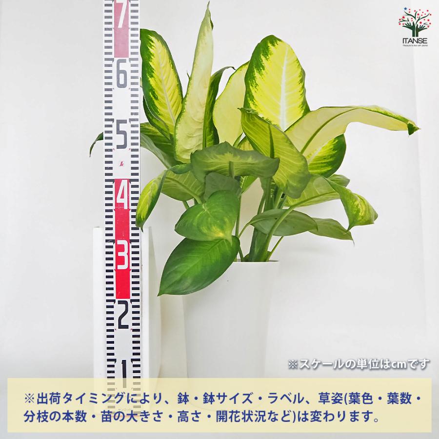 ディフェンバキア トロピックマリアンヌ 観葉植物 7号/1個売り