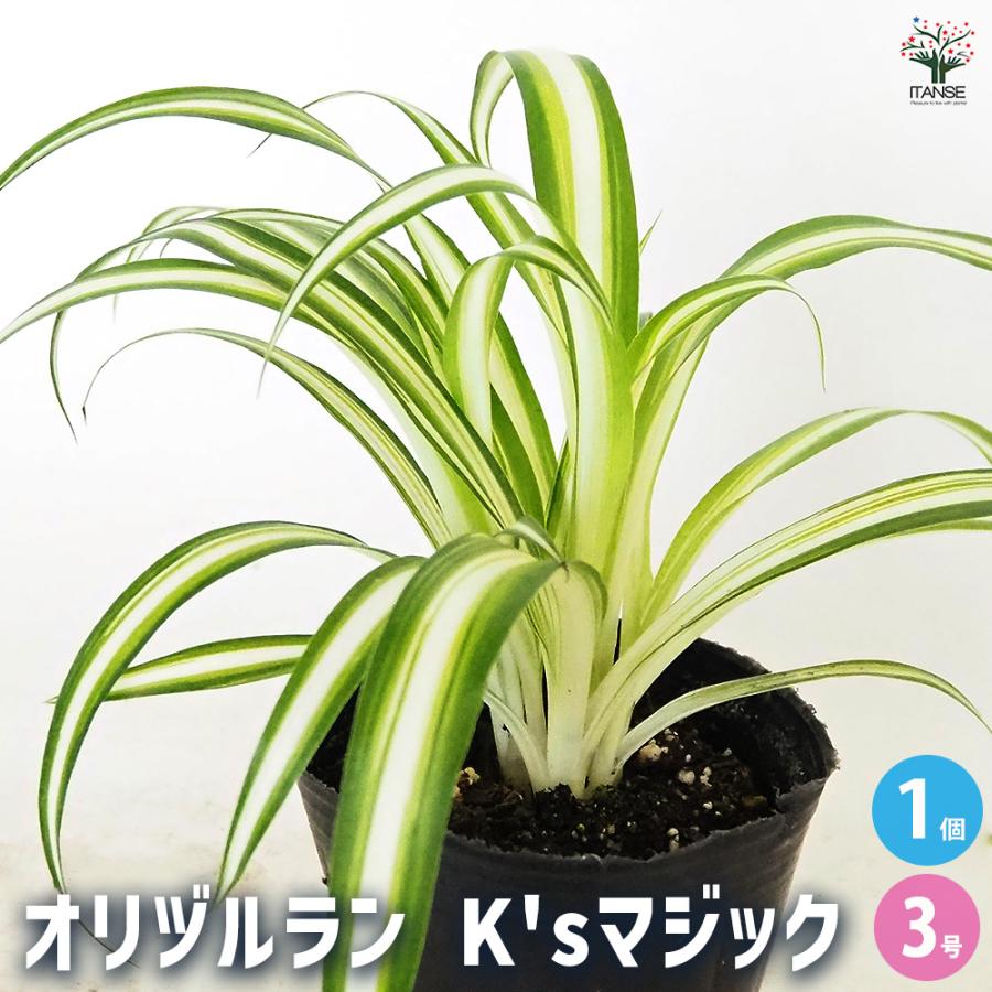オリヅルラン K'sマジック 観葉植物 3号/1個売り 折鶴蘭 育てやすい