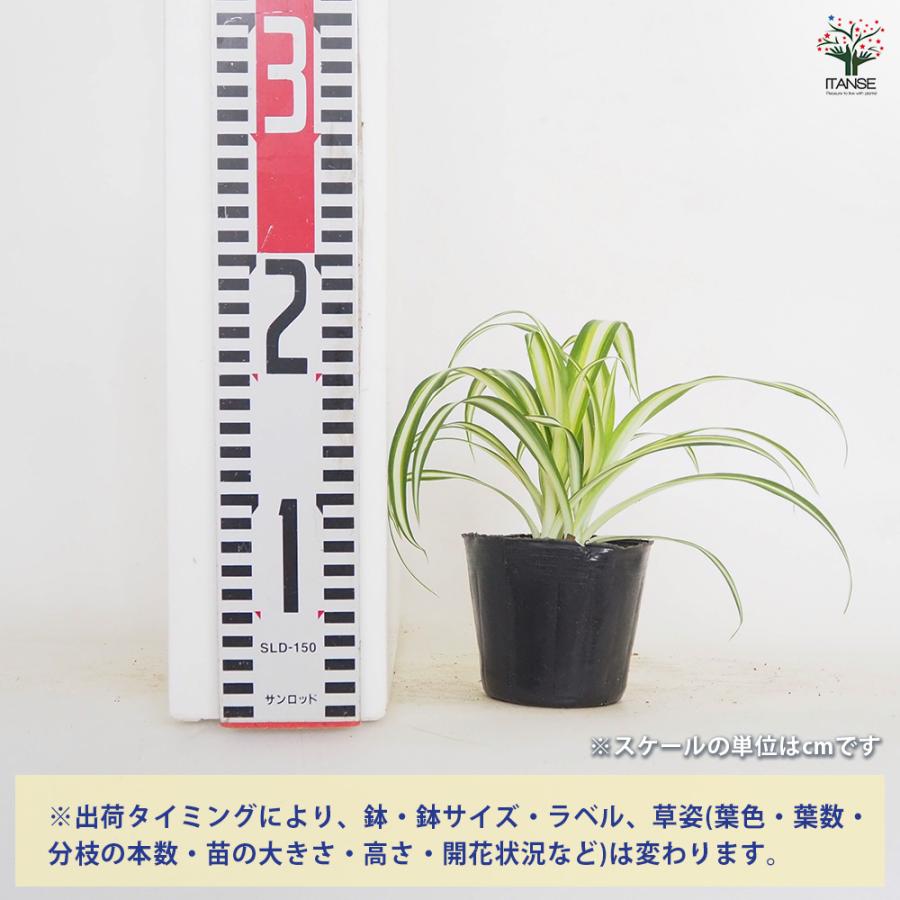 オリヅルラン K'sマジック 観葉植物 3号/1個売り 折鶴蘭 育てやすい