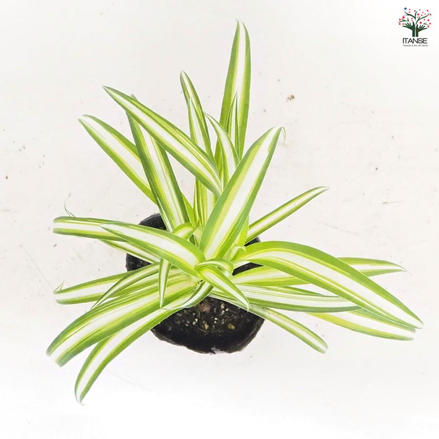 オリヅルラン K'sマジック 観葉植物 3号/1個売り 折鶴蘭 育てやすい