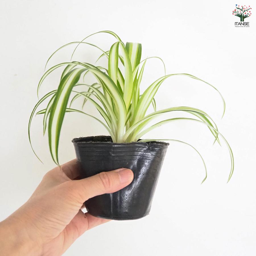 オリヅルラン K'sマジック 観葉植物 3号/1個売り 折鶴蘭 育てやすい
