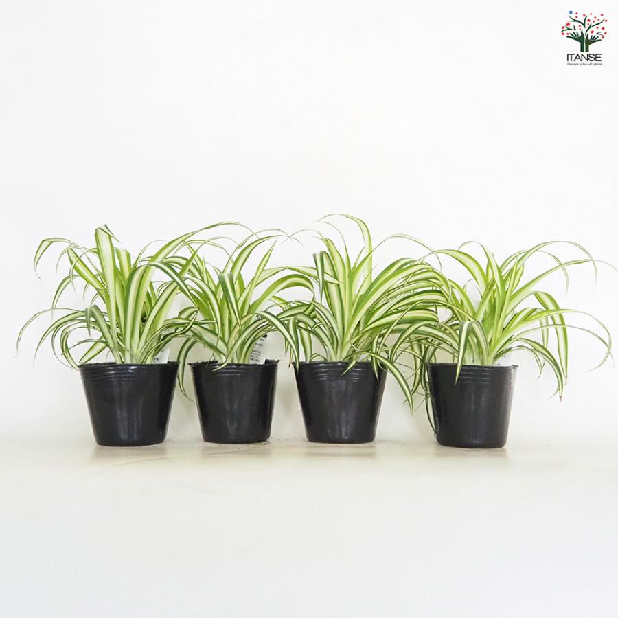 オリヅルラン K'sマジック 観葉植物 3号/1個売り 折鶴蘭 育てやすい
