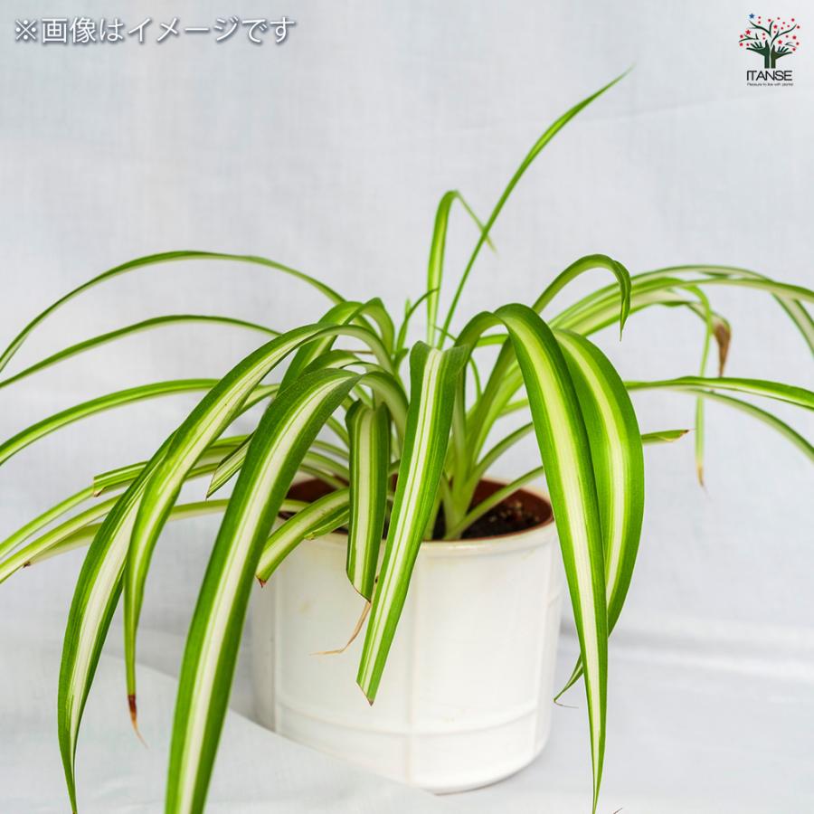 オリヅルラン K'sマジック 観葉植物 3号/1個売り 折鶴蘭 育てやすい