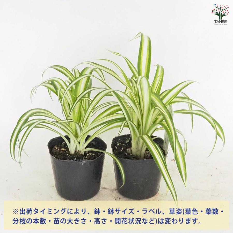 オリヅルラン K'sマジック 観葉植物 3号/お買い得2個セット 折鶴蘭