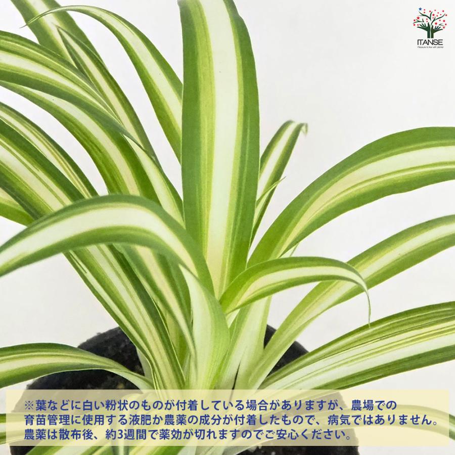 オリヅルラン K'sマジック 観葉植物 3号/お買い得2個セット 折鶴蘭