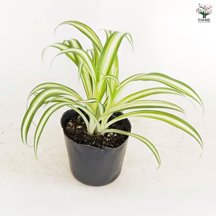 斑入りオリヅルラン　10株セット 0c82a8ee04a76836d18629eb5cd2fa