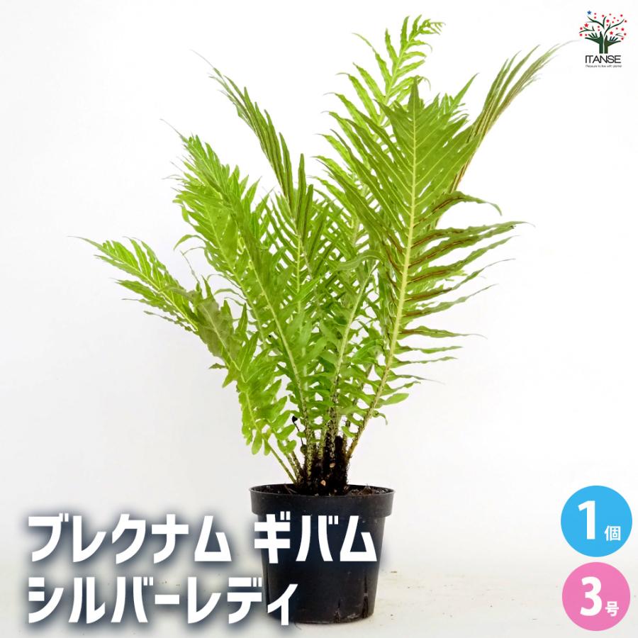 ブレクナム 3株植え 観葉植物 ブレクナム ギバム シルバーレディ 観葉植物 3号/1個売り 観葉