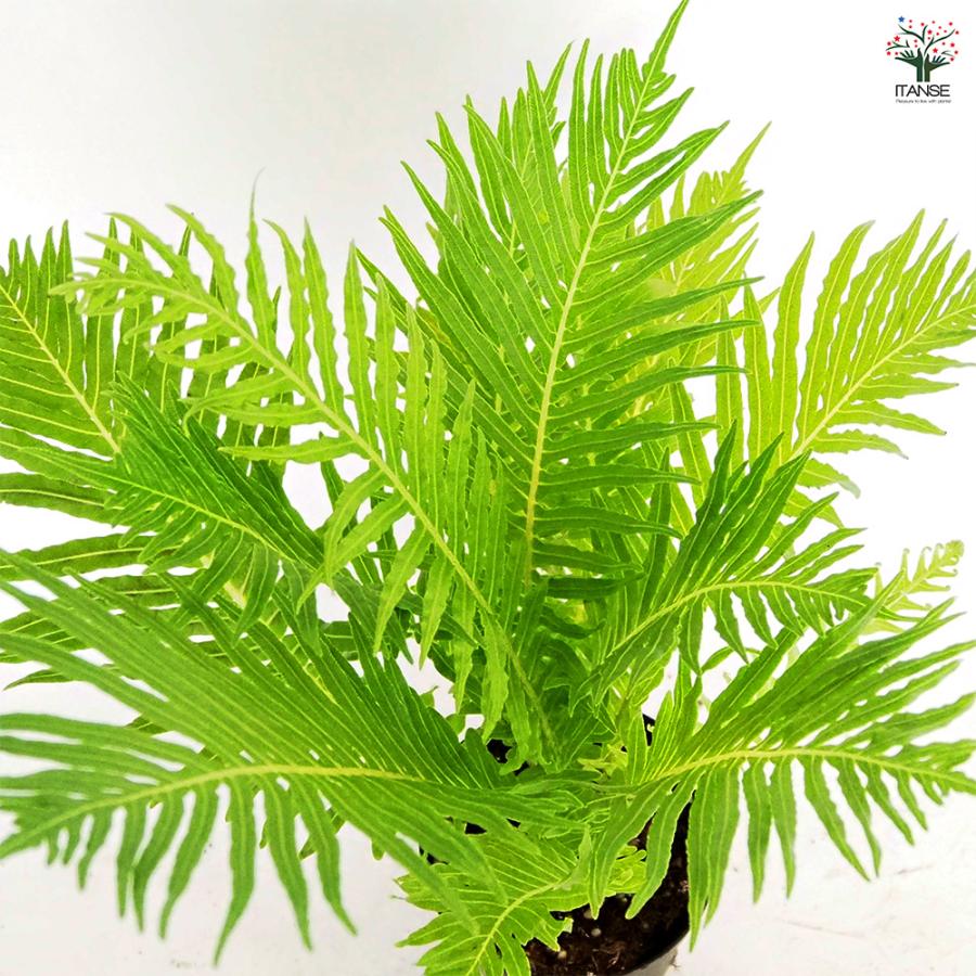 ブレクナム ギバム シルバーレディ 観葉植物 3号/1個売り 観葉