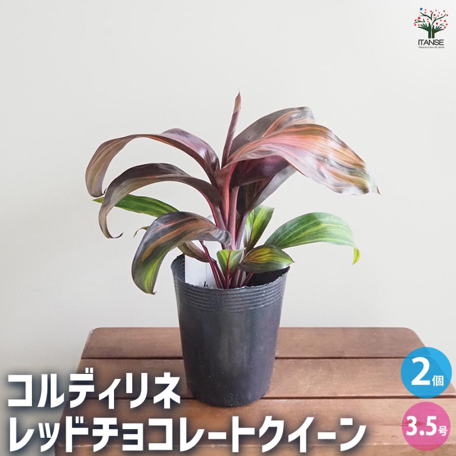 コルディリネ レッドチョコレートクイーン 観葉植物 3.5号/お買い得2個 