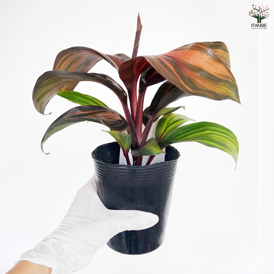 コルディリネ レッドチョコレートクイーン 観葉植物 3.5号/お買い得2個