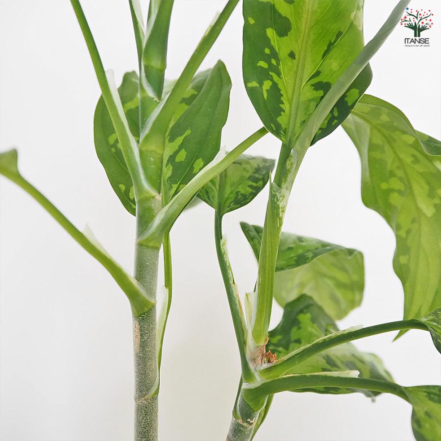 アグラオネマ ピクタム 観葉植物 4号/1個売り Aglaonema オフィス