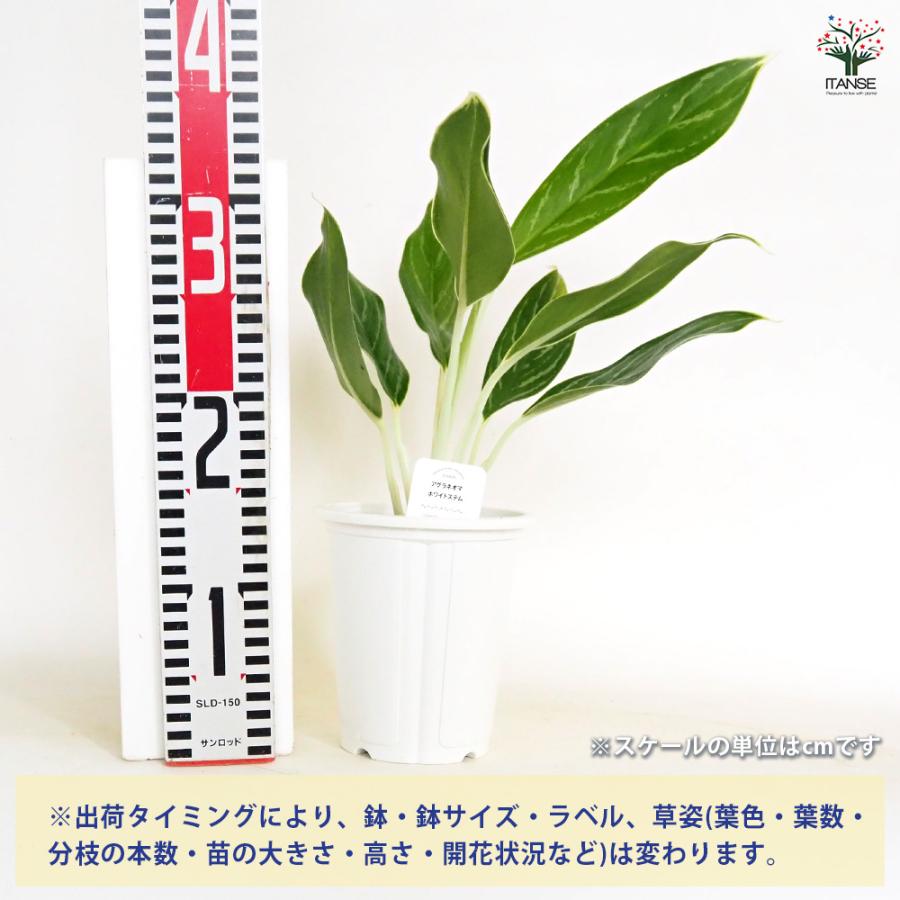 アグラオネマ ホワイトステム 観葉植物 4号/お買い得2個セット
