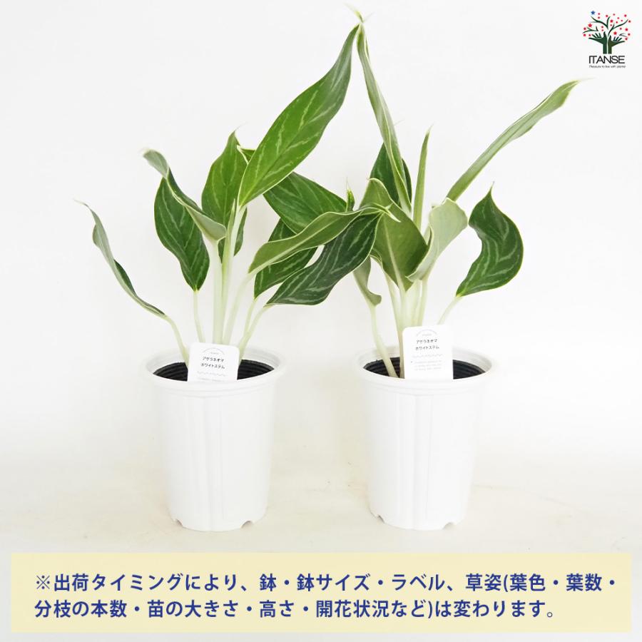 アグラオネマ ホワイトステム 観葉植物 4号/お買い得2個セット