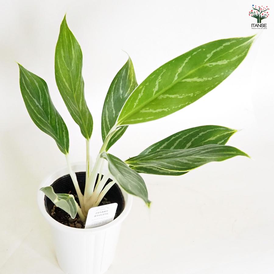 アグラオネマ ホワイトステム 観葉植物 4号/お買い得2個セット