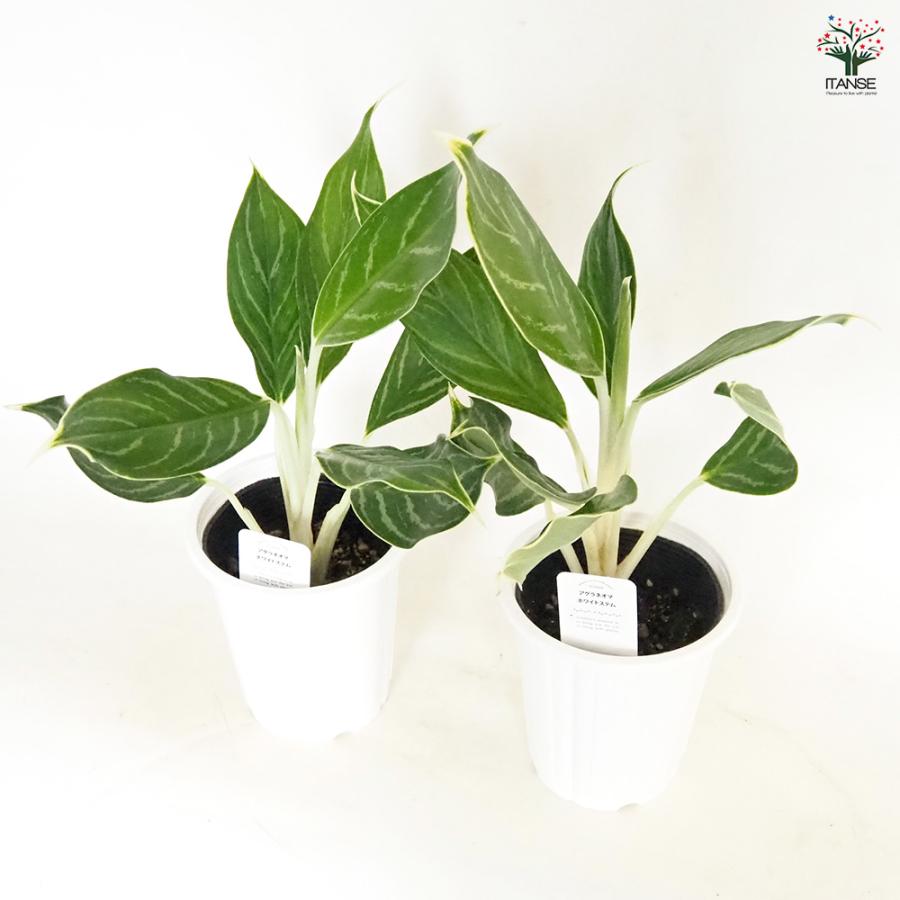 アグラオネマ ホワイトステム 観葉植物 4号/お買い得2個セット