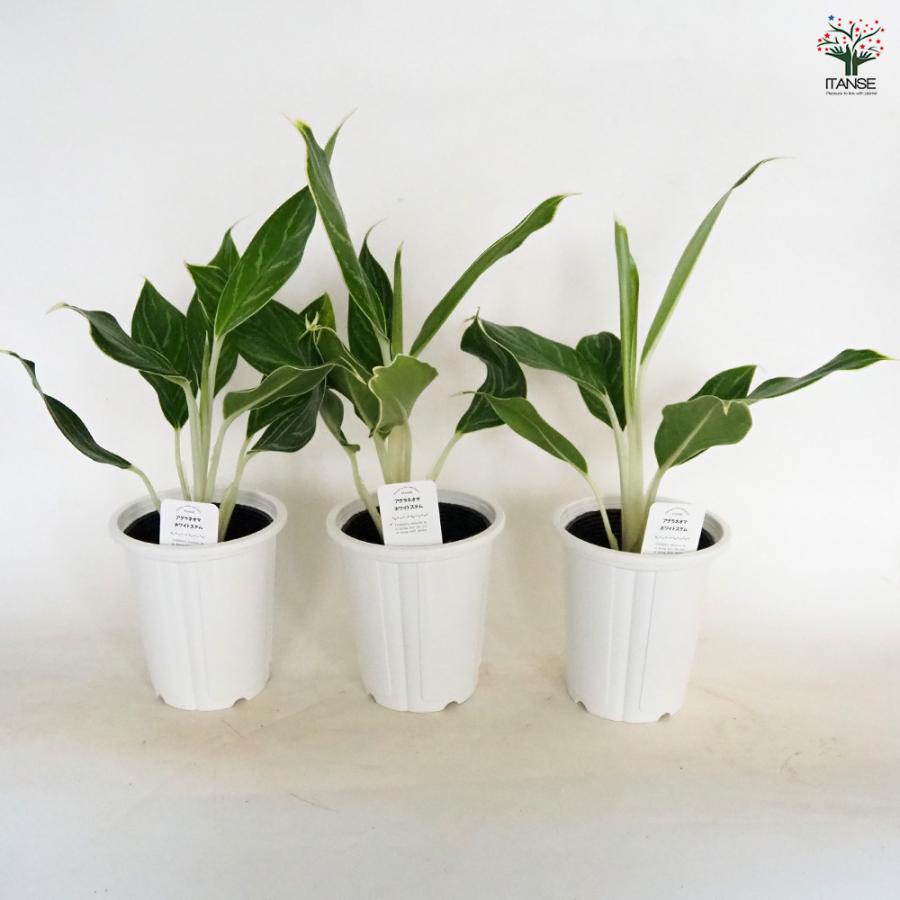アグラオネマ ホワイトステム 観葉植物 4号/お買い得2個セット