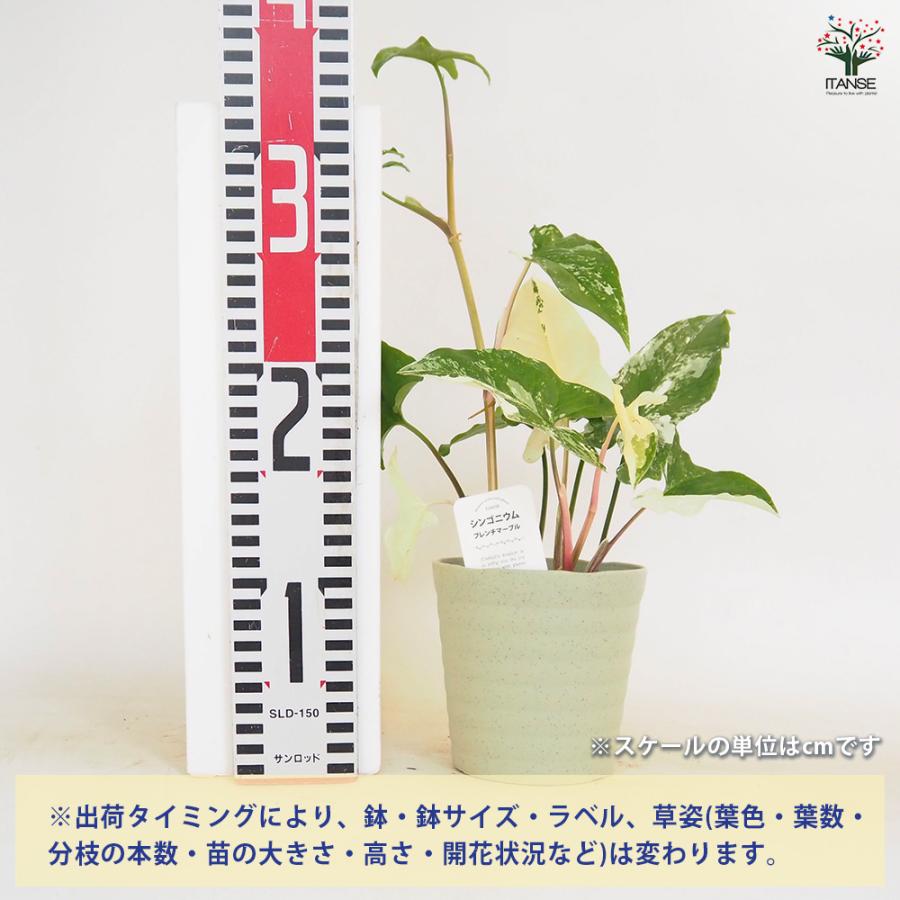 シンゴニウム　フレンチマーブル　小苗① シンゴニウムフレンチマーブル 小さなシンゴニウムを譲って