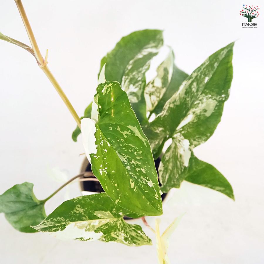 シンゴニューム(シンゴニウム) フレンチマーブル 観葉植物 4号/1個売り