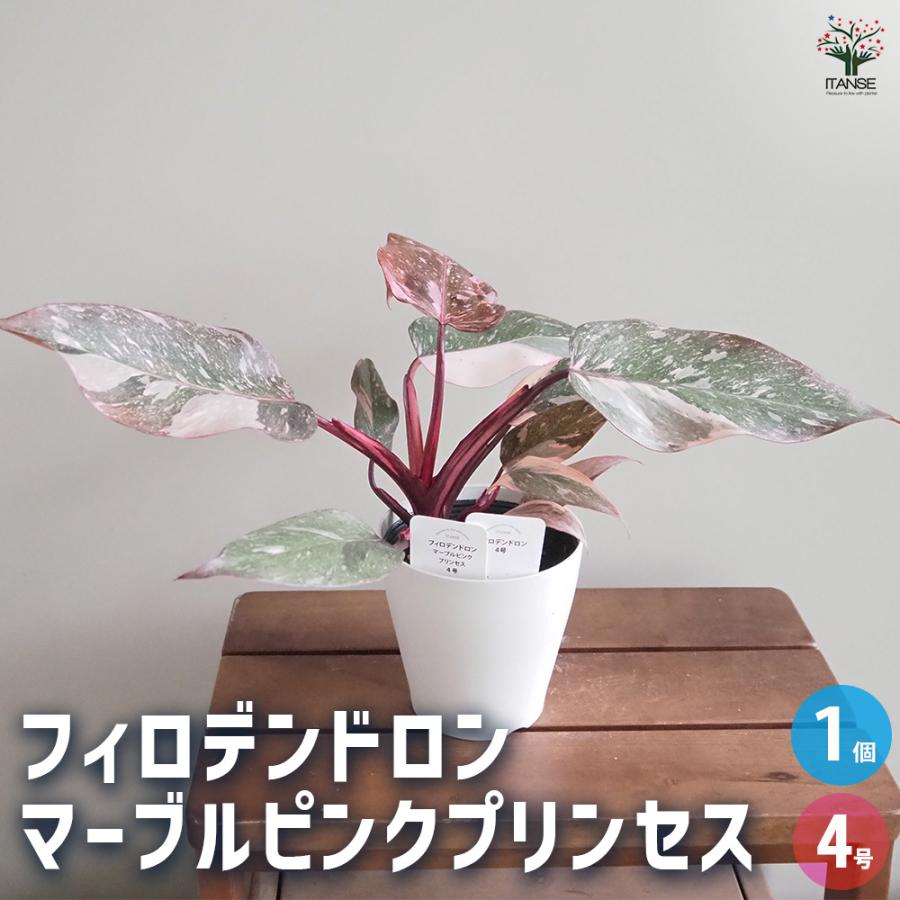 観葉植物 ピンクと緑の斑入り　フィンデドロンピンクプリンセスマーブル フィロデンドロン マーブルピンクプリンセス 観葉植物 4号/1個売り