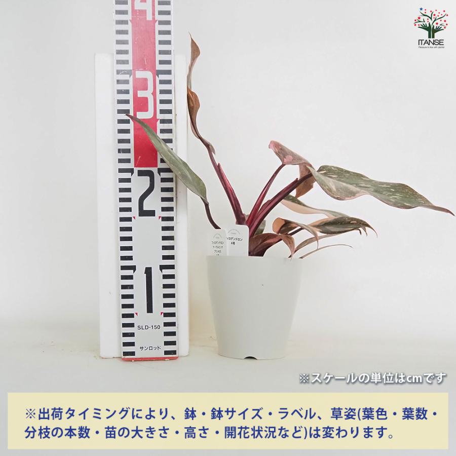 フィロデンドロン マーブルピンクプリンセス 観葉植物 4号/1個売り
