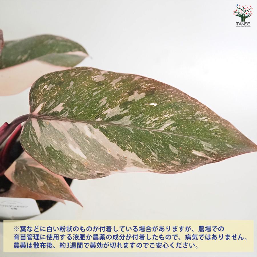 フィロデンドロン マーブルピンクプリンセス 観葉植物 4号/1個売り
