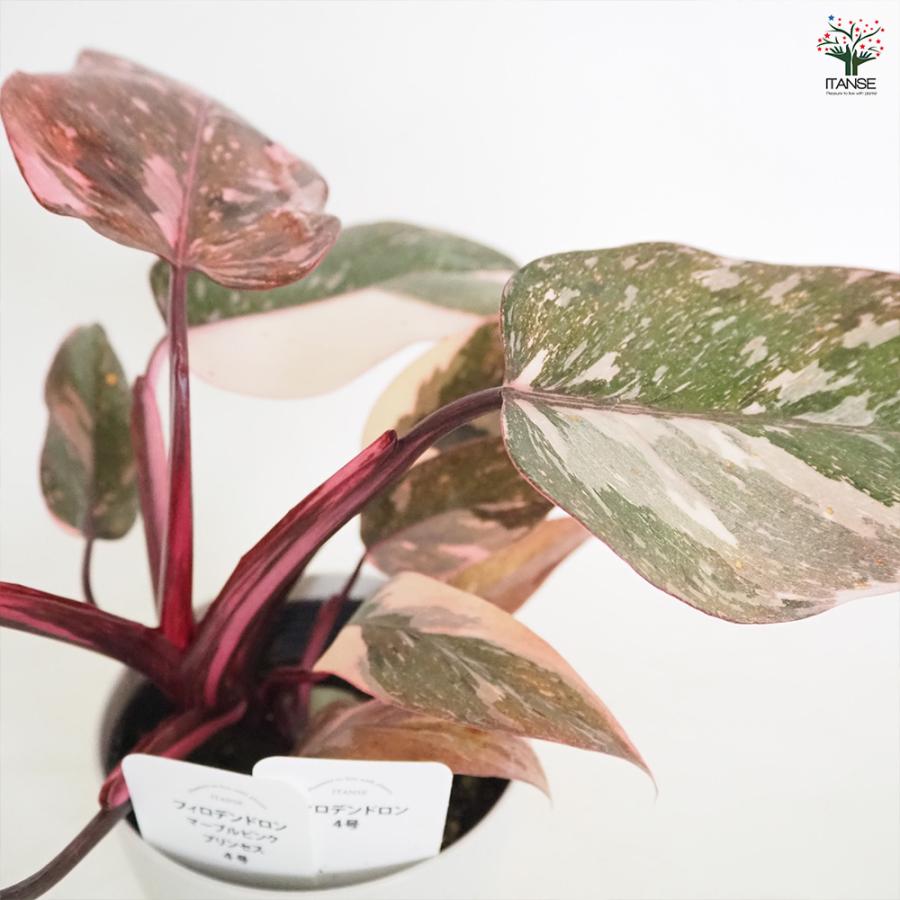 （水）夜〜 フィロデンドロン マーブル系としか 観葉植物 フィロデンドロン マーブルピンクプリンセス 観葉植物 4号/1個売り