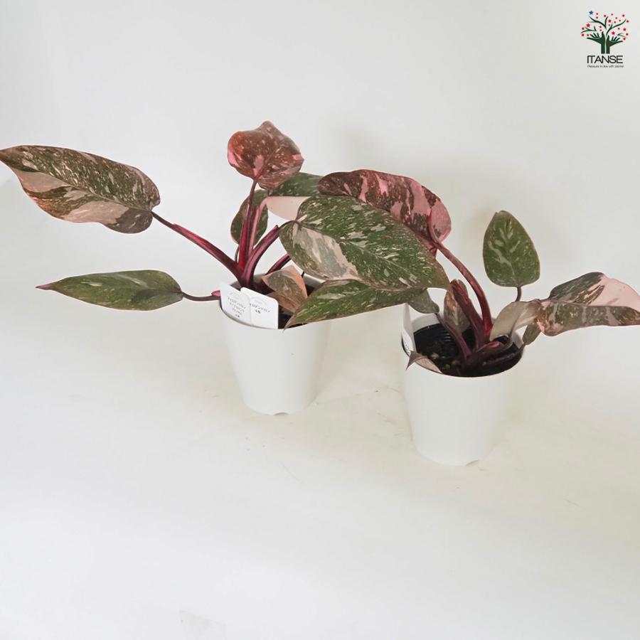 フィロデンドロン マーブルピンクプリンセス 観葉植物 4号/1個売り